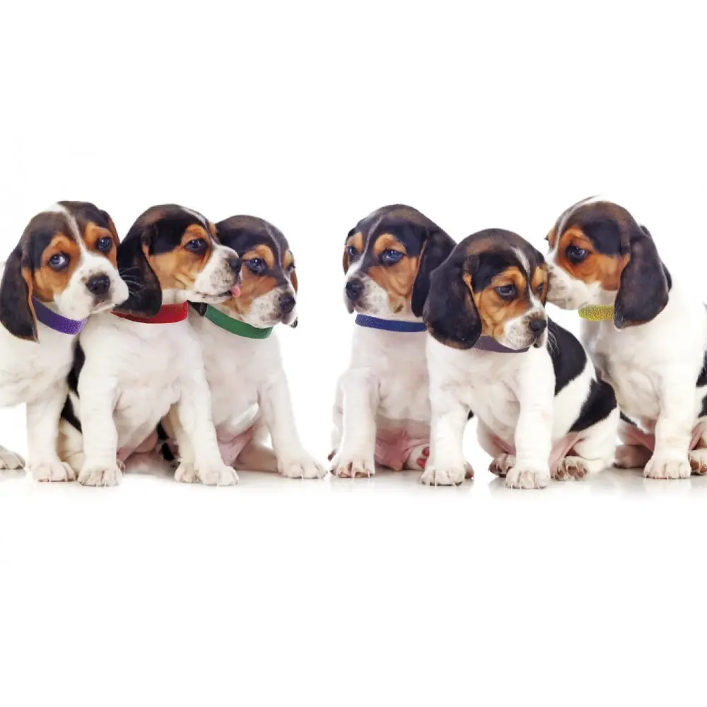 Zgarda cu scai pentru catei nou nascuti, velcro, 2 cm x 30 cm, set 12 bucati