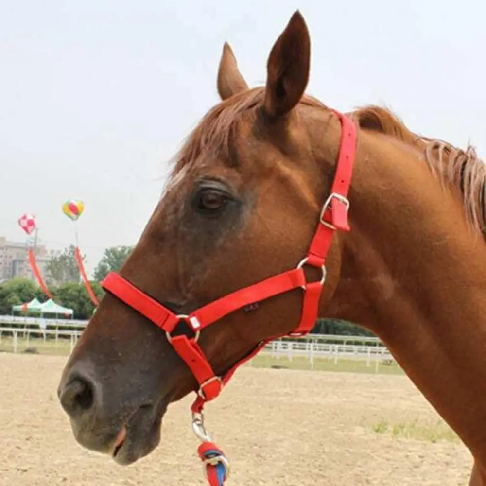 Capastru echitatie 2,5 cm/nr 2.5