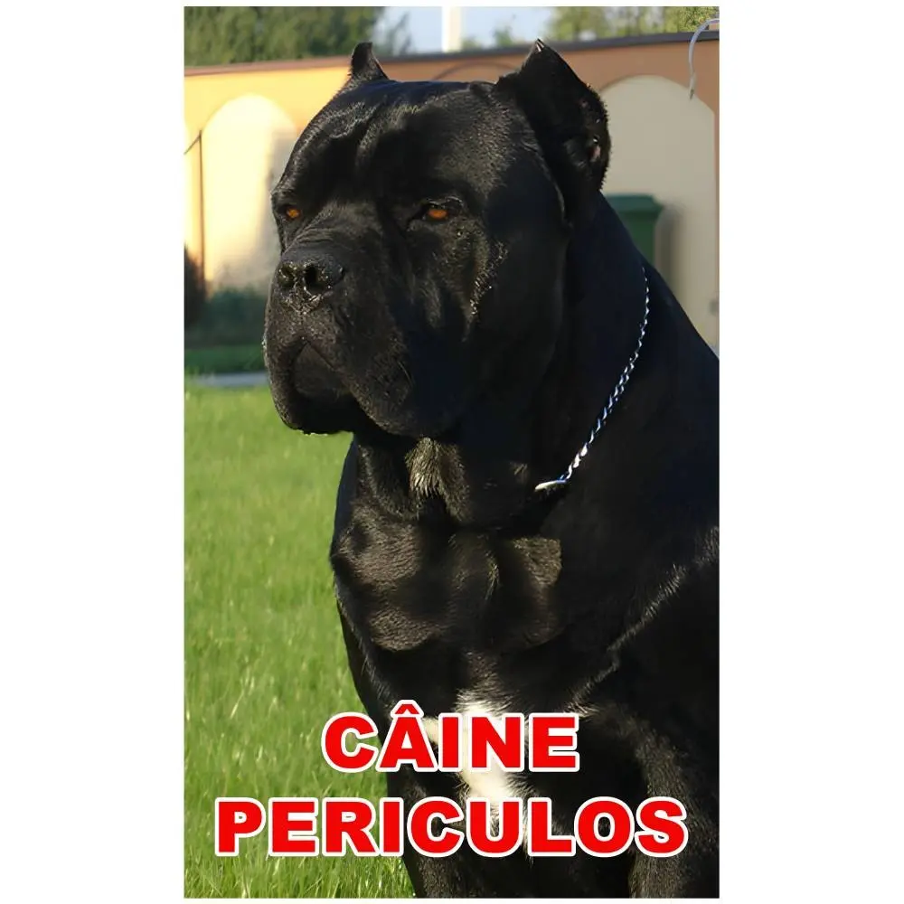 Indicator caine periculos Cane Corso