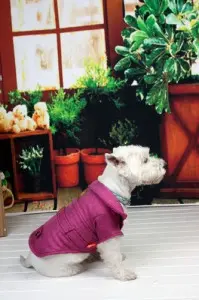 Geaca Dandy - Mov - XL