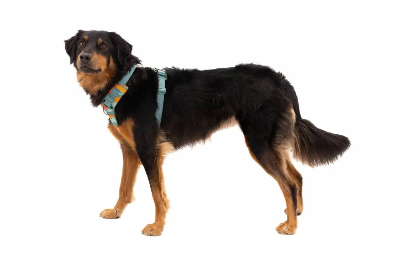 Ham ajustabil Front Range Ruffwear, Spring Mountains, cu banda reflectorizanta, L-XL (81-107 cm)