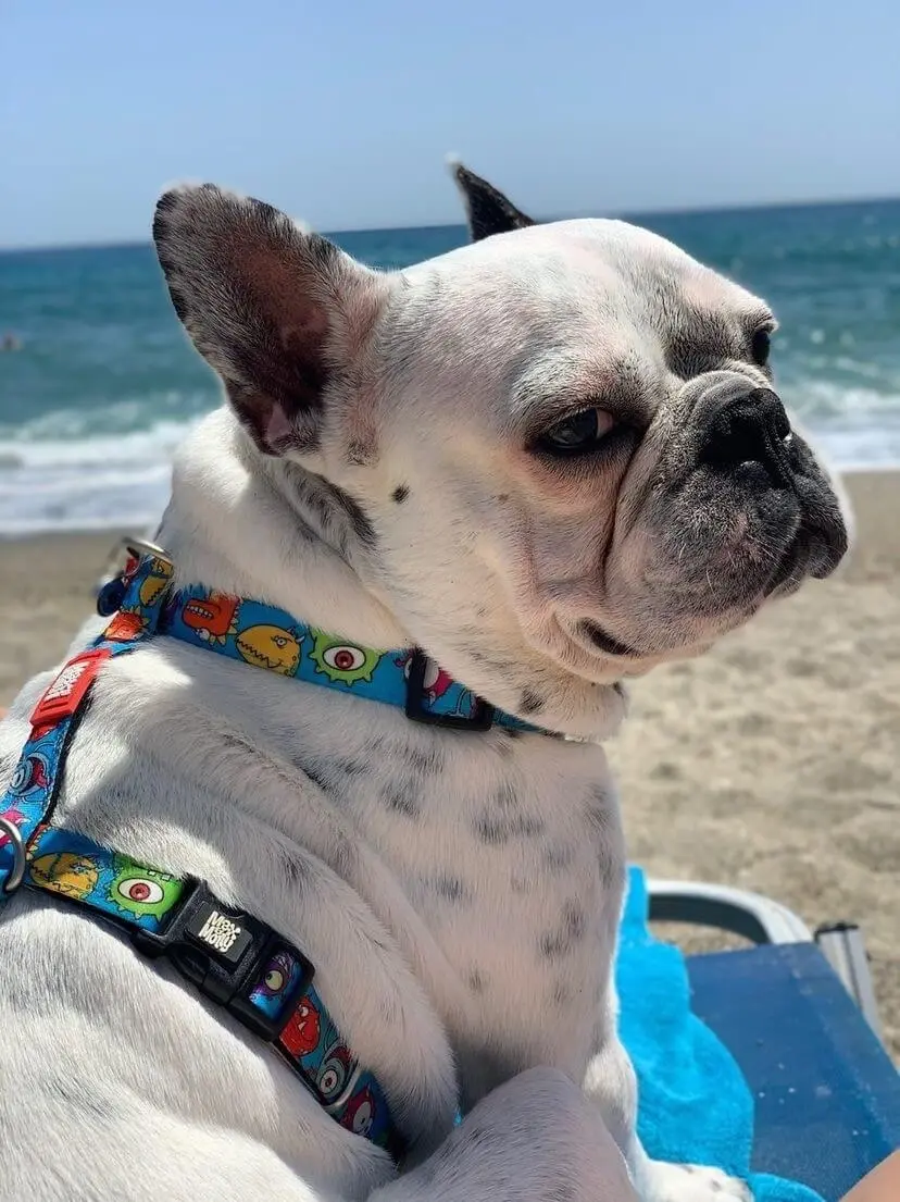 Ham ajustabil Max & Molly, multicolor, imprimeu Little Monsters, pentru caini de talie mica, marime S