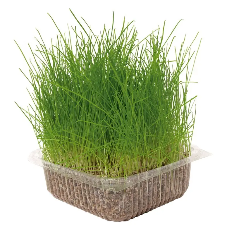 Iarba pisicii Nayeco - 120g