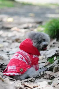 Pulover captusit - Ande - S