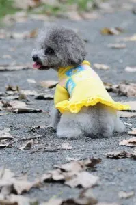 Pulover tricotat - Dolly - XS