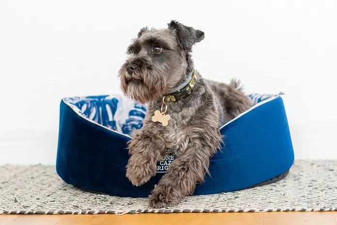 Pat caine - CAZO One Original Blue - 60x50cm