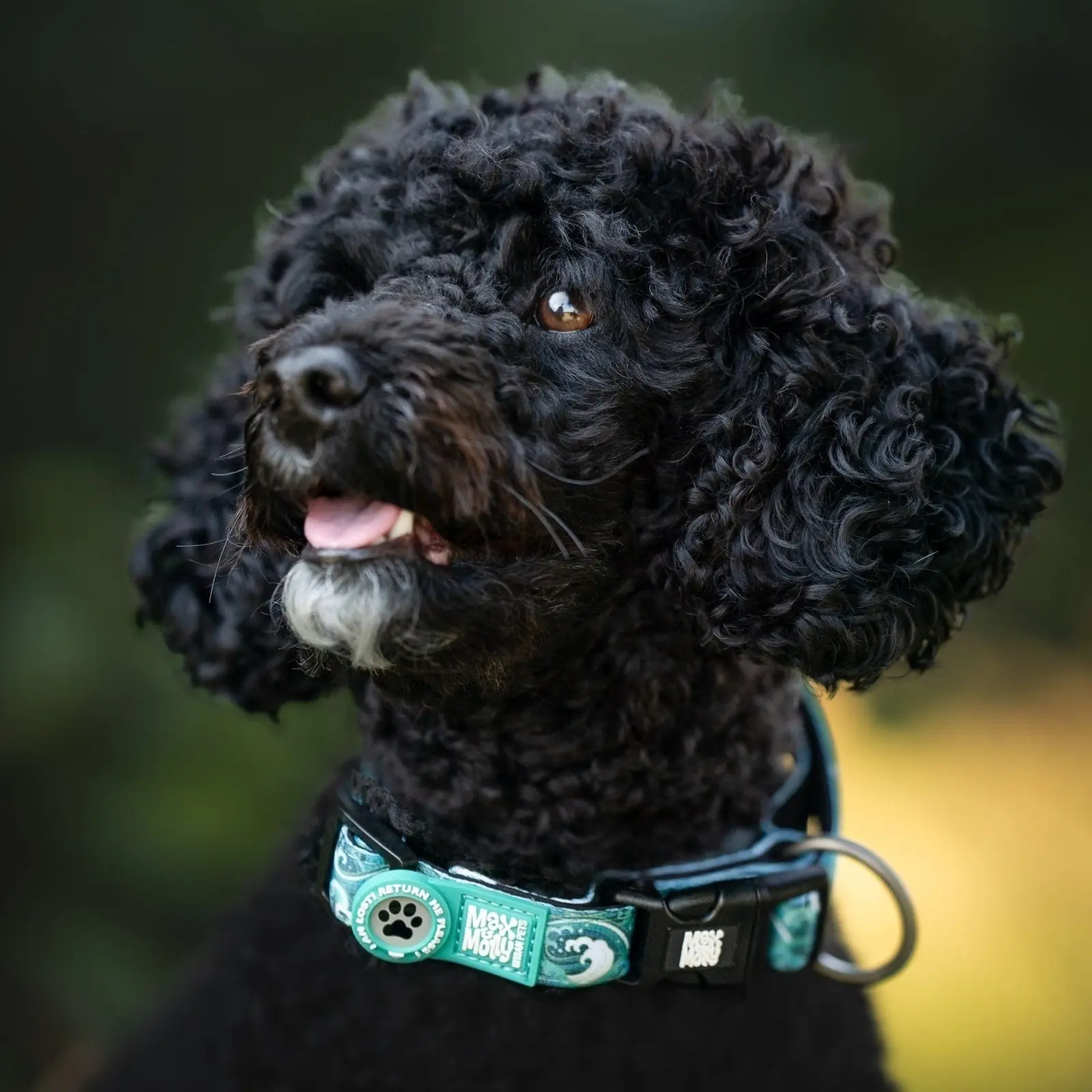 Zgarda Max & Molly Smart ID - M - Storm