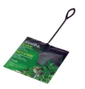 Marina Mincioc Verde 5 cm