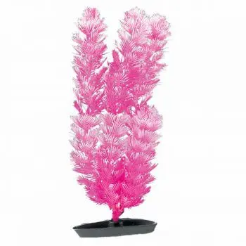Marina Plante Color Foxtail 20 cm PP840