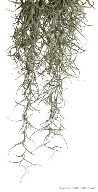 Exo Terra Planta Spanish Moss Medium
