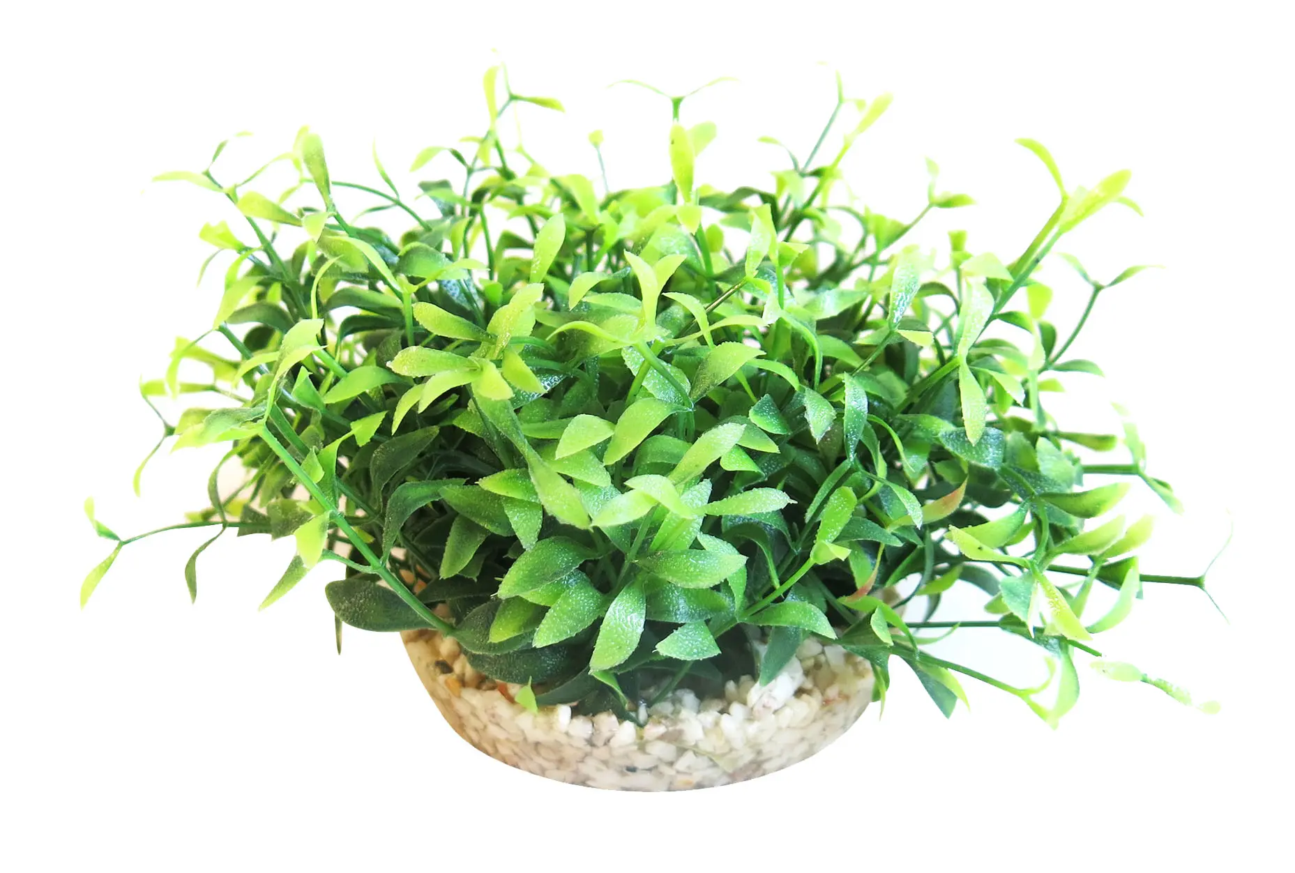 Sydeco Planta Amazon Vivarium 10 cm 385107