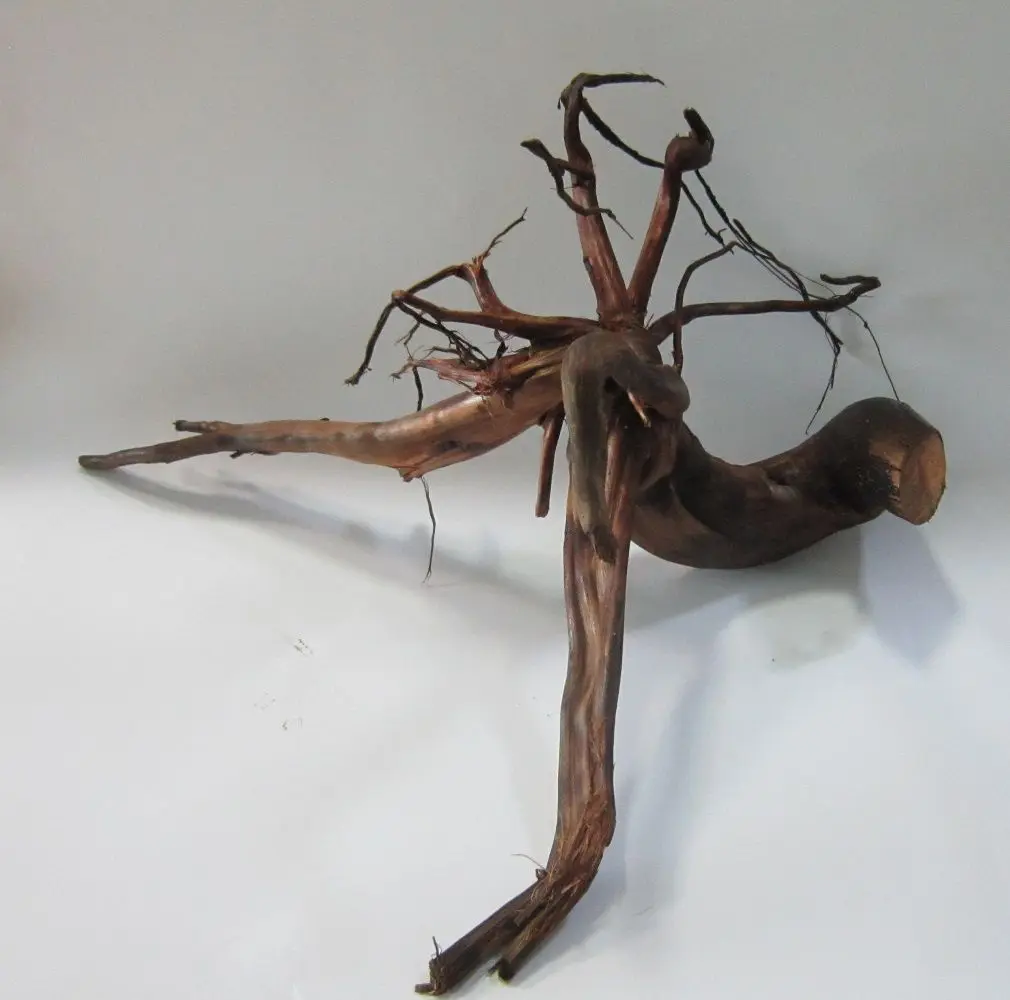 Radacina umeda Tip 2. L