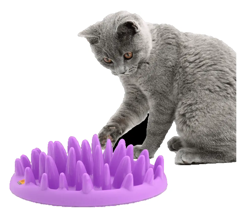 Coa Hranitor Interactiv Pisica Catch