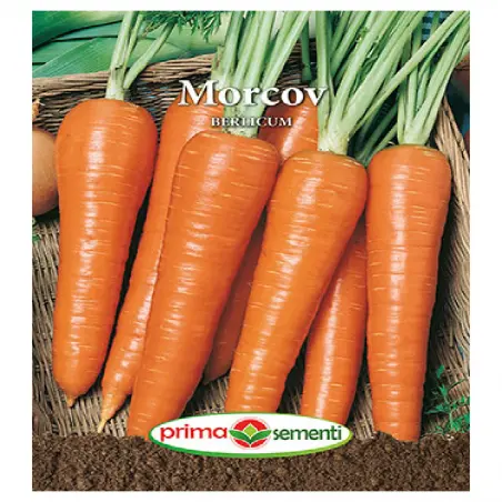 Seminte morcov Berlicum