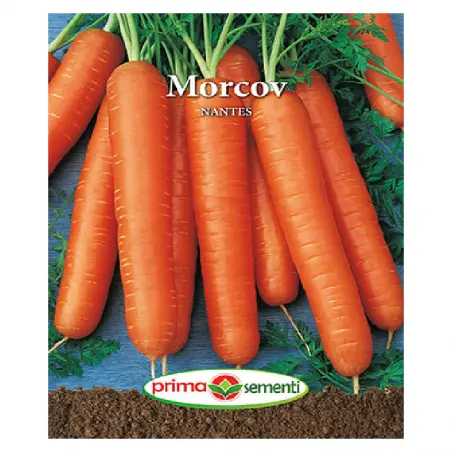 Seminte morcov Nantes