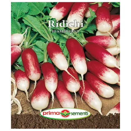 Seminte ridichi De Luna Flamboyant