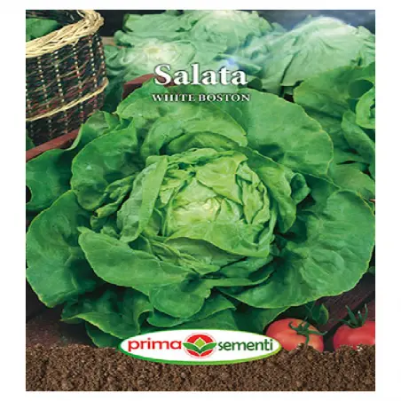Seminte salata White Boston