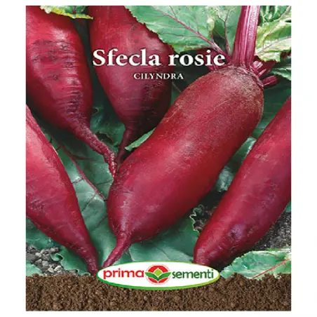 Seminte sfecla rosie Cilyndra
