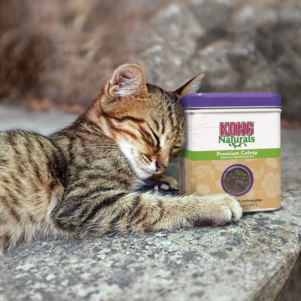KONG Catnip - Image 3