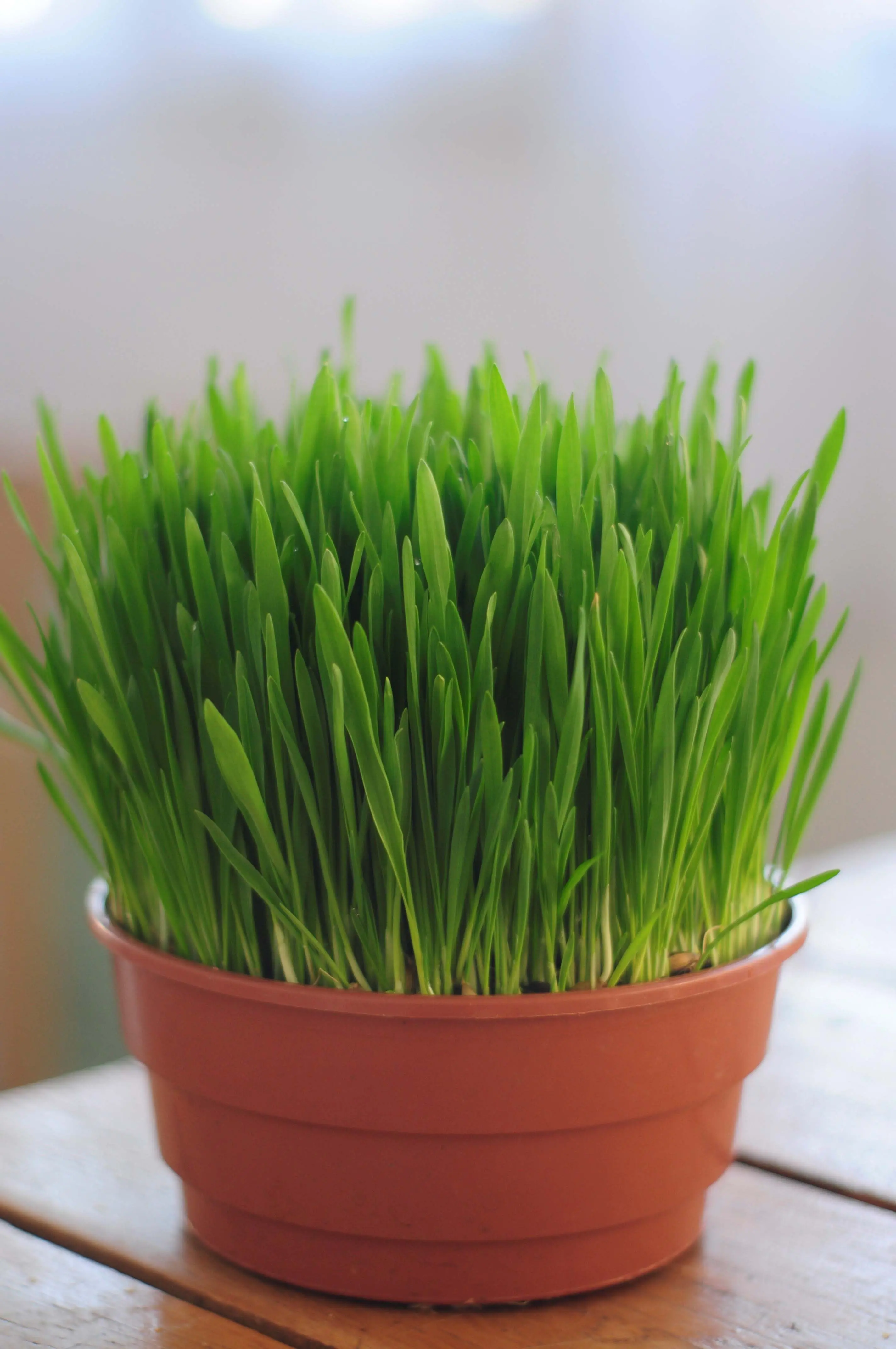 EL-DOR PLANT Ghiveci cu iarba pt pisici si rozatoare, Grau Spelta, Orz si Ovaz