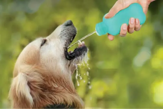 UNITED PETS Water4Dogs Sticla din silicon pentru caini 100ml, Verde