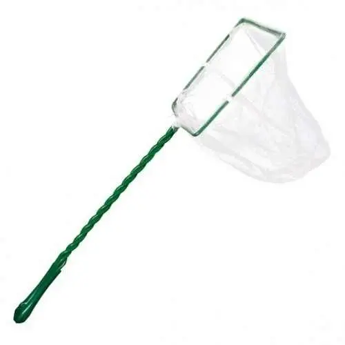 Minciog alb, Padovan, 10 cm