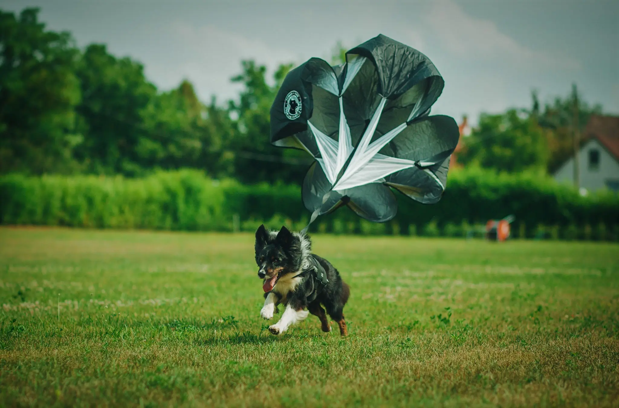 Parasuta Power4Dog