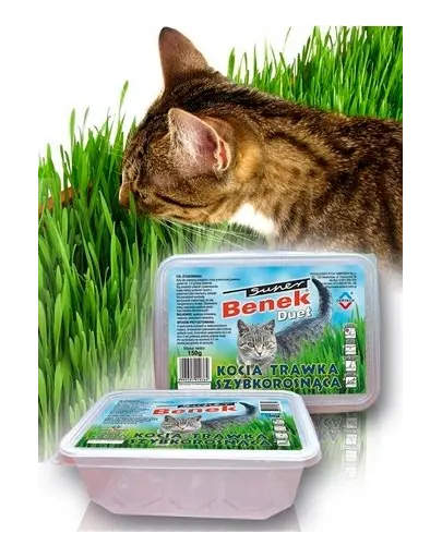 Benek Iarba matei cu crestere rapida container divizat