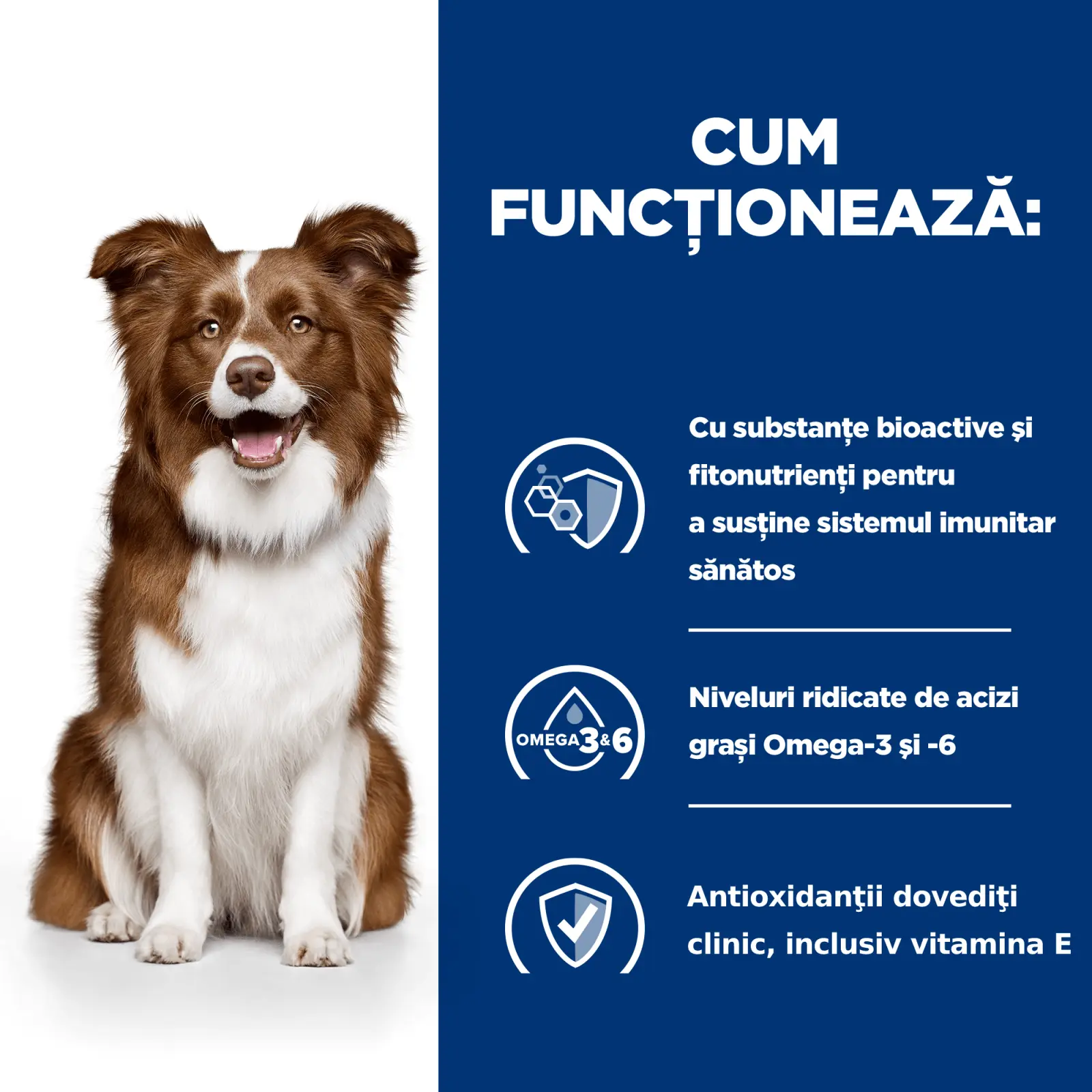 HILL'S Prescription Diet Derm Defense, Pui, dieta veterinara caini, hrana uscata, afectiuni dermatologice HILL'S Prescription Diet Derm Defense, Pui, dieta veterinara caini, hrana uscata, piele & blana, 12kg - Image 5