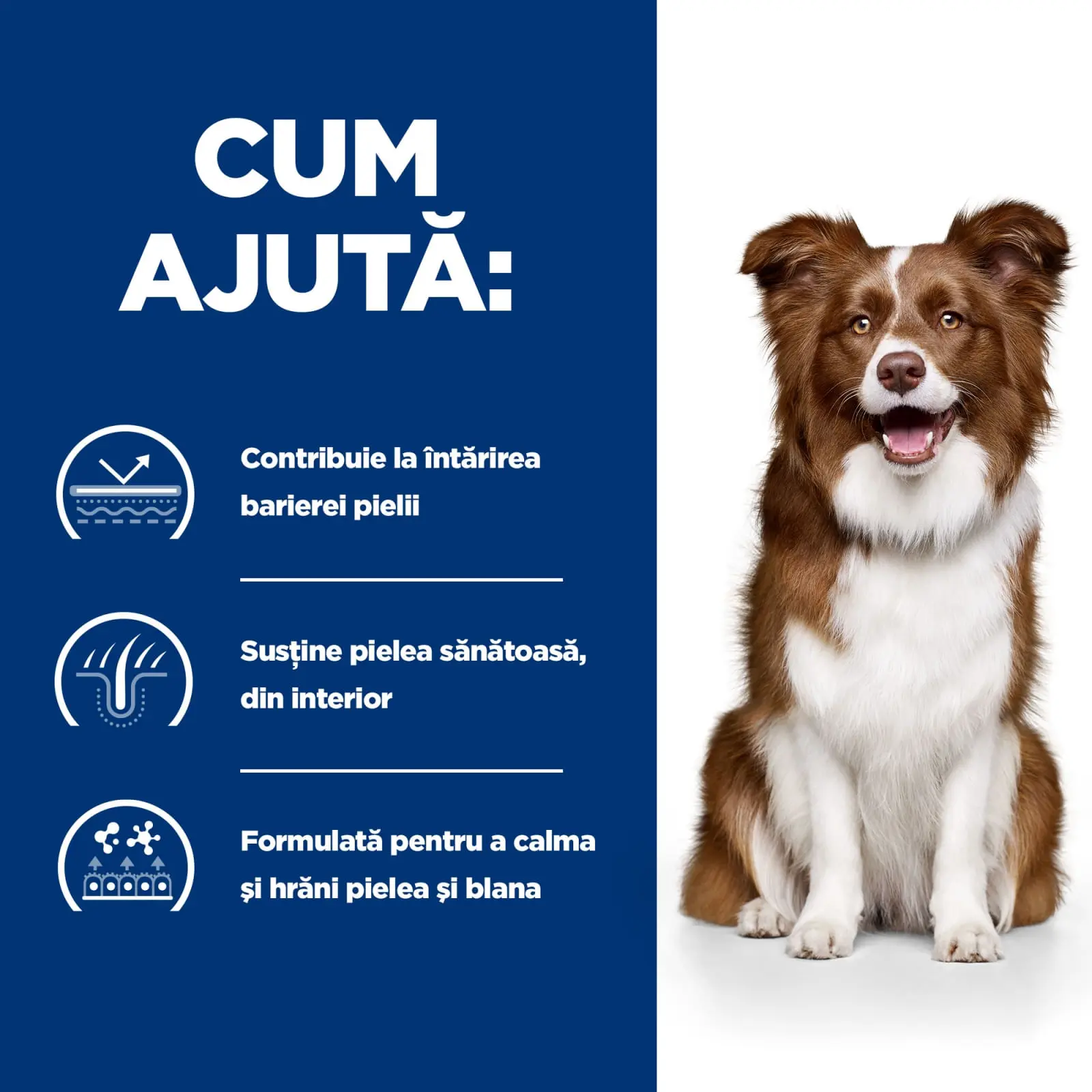 HILL'S Prescription Diet Derm Defense, Pui, dieta veterinara caini, hrana uscata, afectiuni dermatologice HILL'S Prescription Diet Derm Defense, Pui, dieta veterinara caini, hrana uscata, piele & blana, 12kg - Image 11