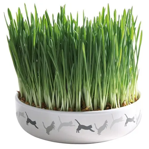 Bol Ceramica 15*45cm cu Seminte de Orz pentru Iarba 50g - Image 2