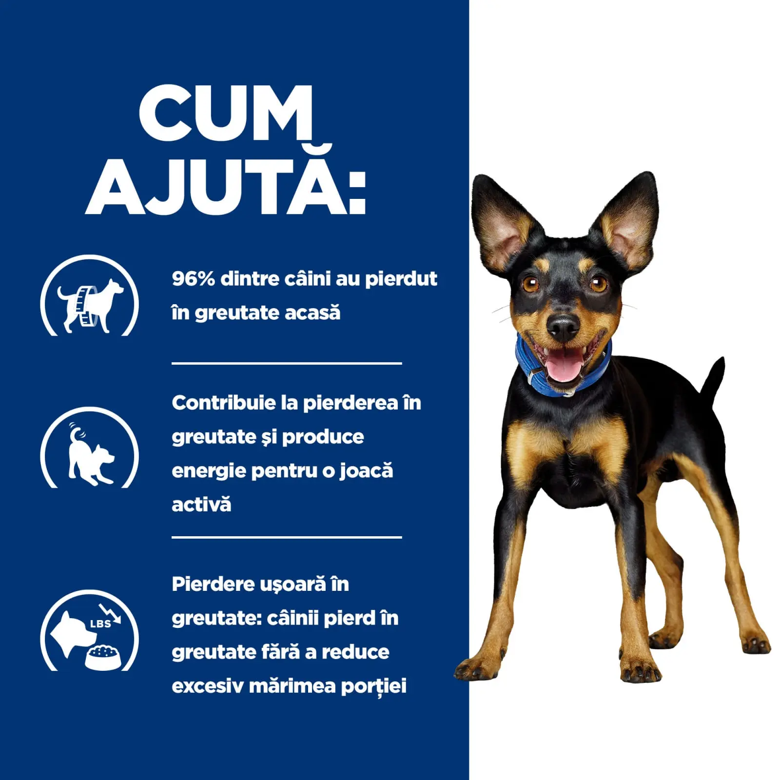 HILL'S Prescription Diet Metabolic Mini, dieta veterinara caini, hrana uscata, afectiuni metabolice (obezitate) HILL'S Prescription Diet Metabolic Mini, dieta veterinara caini, hrana uscata, metabolism (obezitate si diabet), 3kg - Image 3