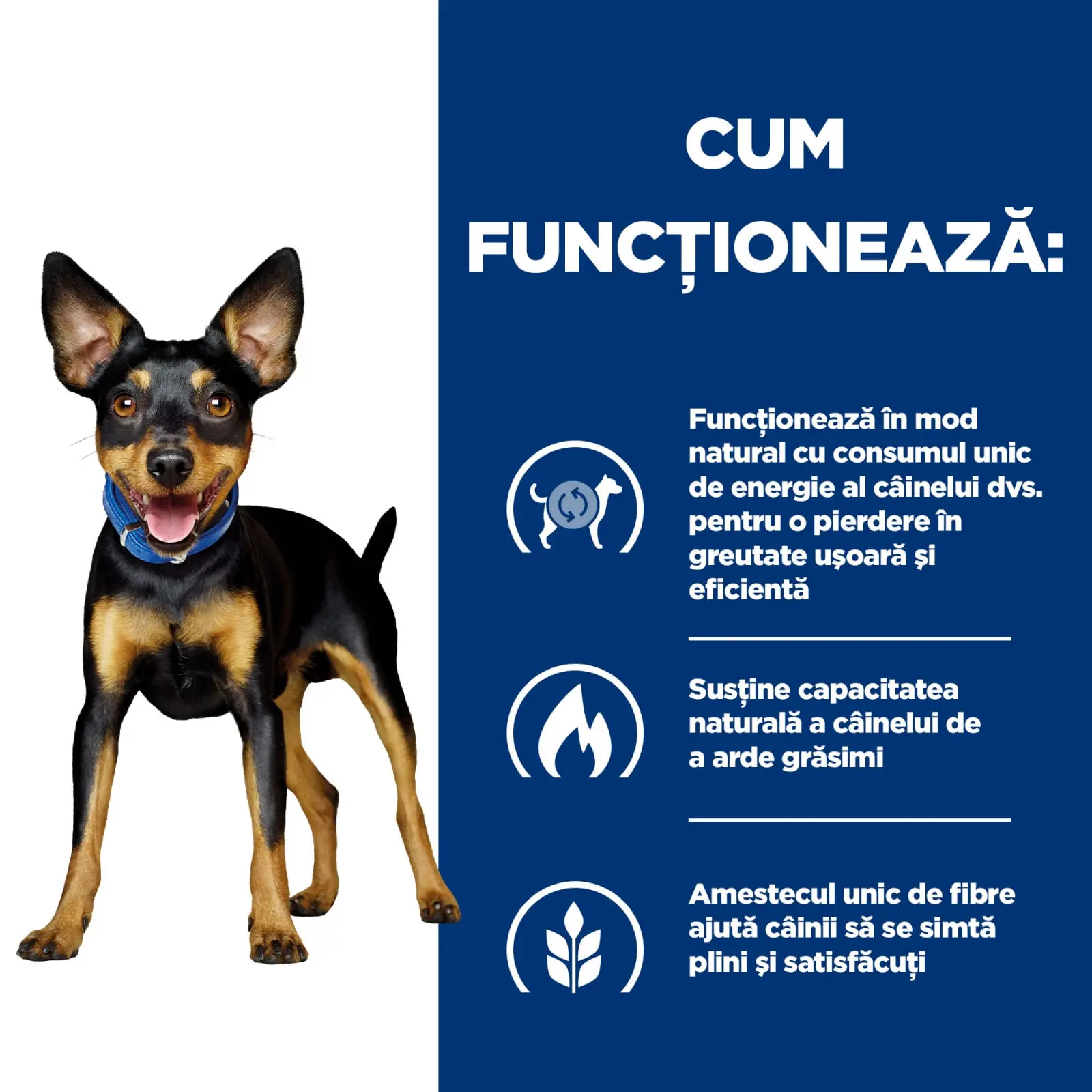 HILL'S Prescription Diet Metabolic Mini, dieta veterinara caini, hrana uscata, afectiuni metabolice (obezitate) HILL'S Prescription Diet Metabolic Mini, dieta veterinara caini, hrana uscata, metabolism (obezitate si diabet), 3kg - Image 9