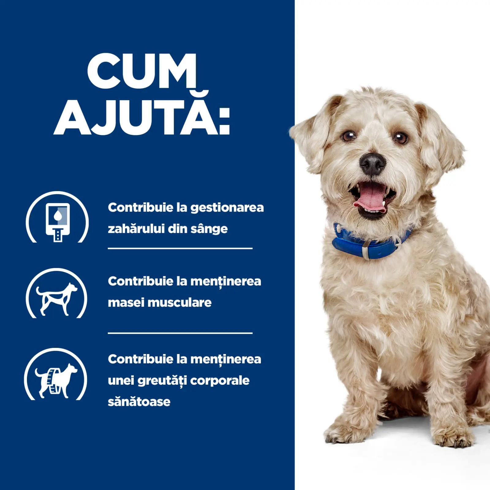 HILL'S Prescription Diet w/d Diabetes Care, Pui, dieta veterinara caini, hrana uscata, afectiuni metabolice (diabet) HILL'S Prescription Diet w/d Diabetes Care, Pui, dieta veterinara caini, hrana uscata, metabolism ( obezitate si diabet), 4kg - Image 5