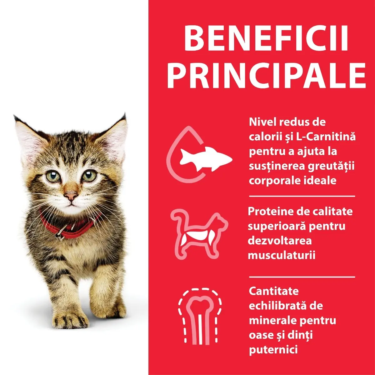 HILL'S Science Plan Kitten, Ton, hrana uscata pisici junior, 7kg - Image 4