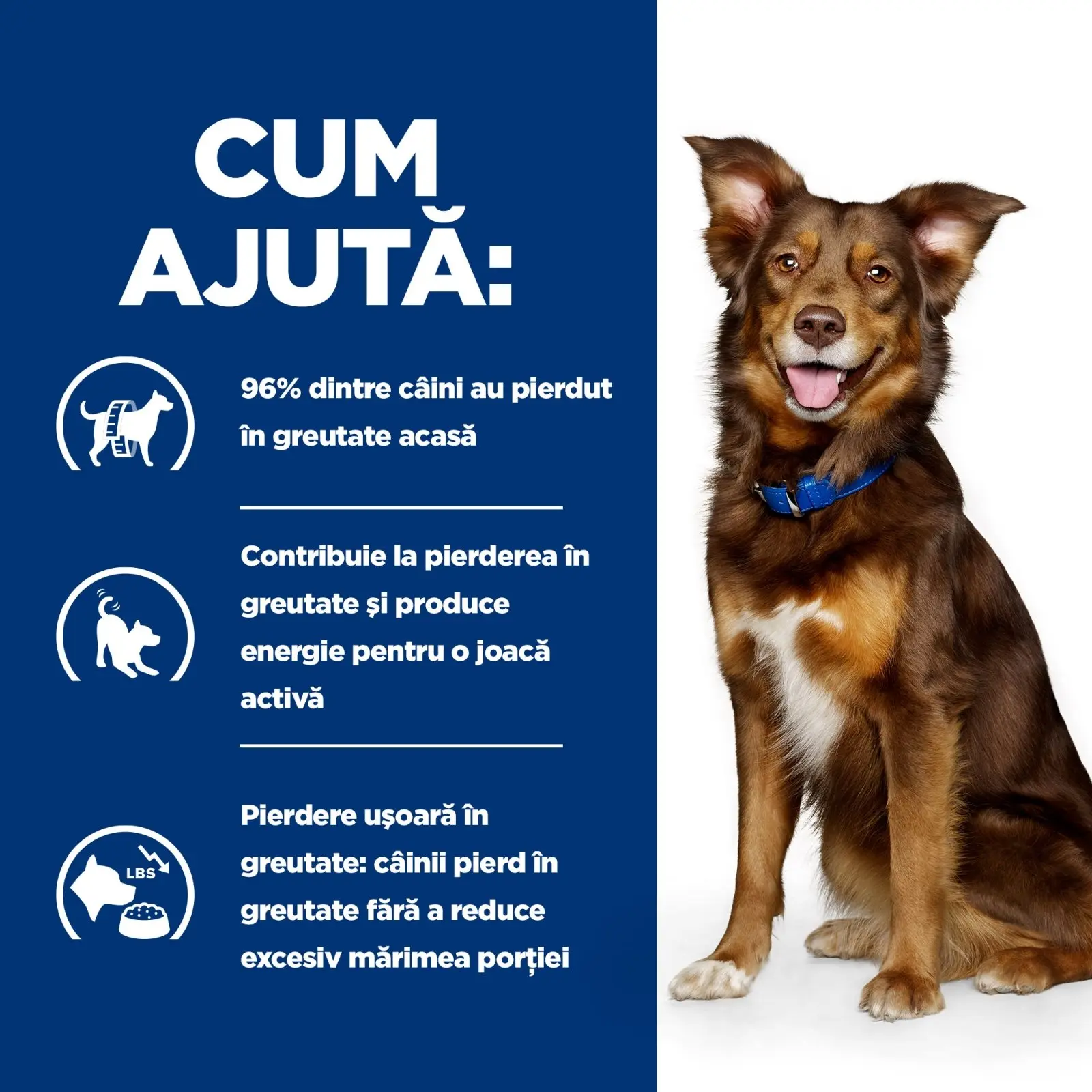 HILL'S Prescription Diet Metabolic, Miel cu Orez, dieta veterinara caini, hrana uscata, afectiuni metabolice (obezitate) HILL'S Prescription Diet Metabolic, Miel cu Orez, dieta veterinara caini, hrana uscata, metabolism (obezitate si diabet), 12kg - Image 2