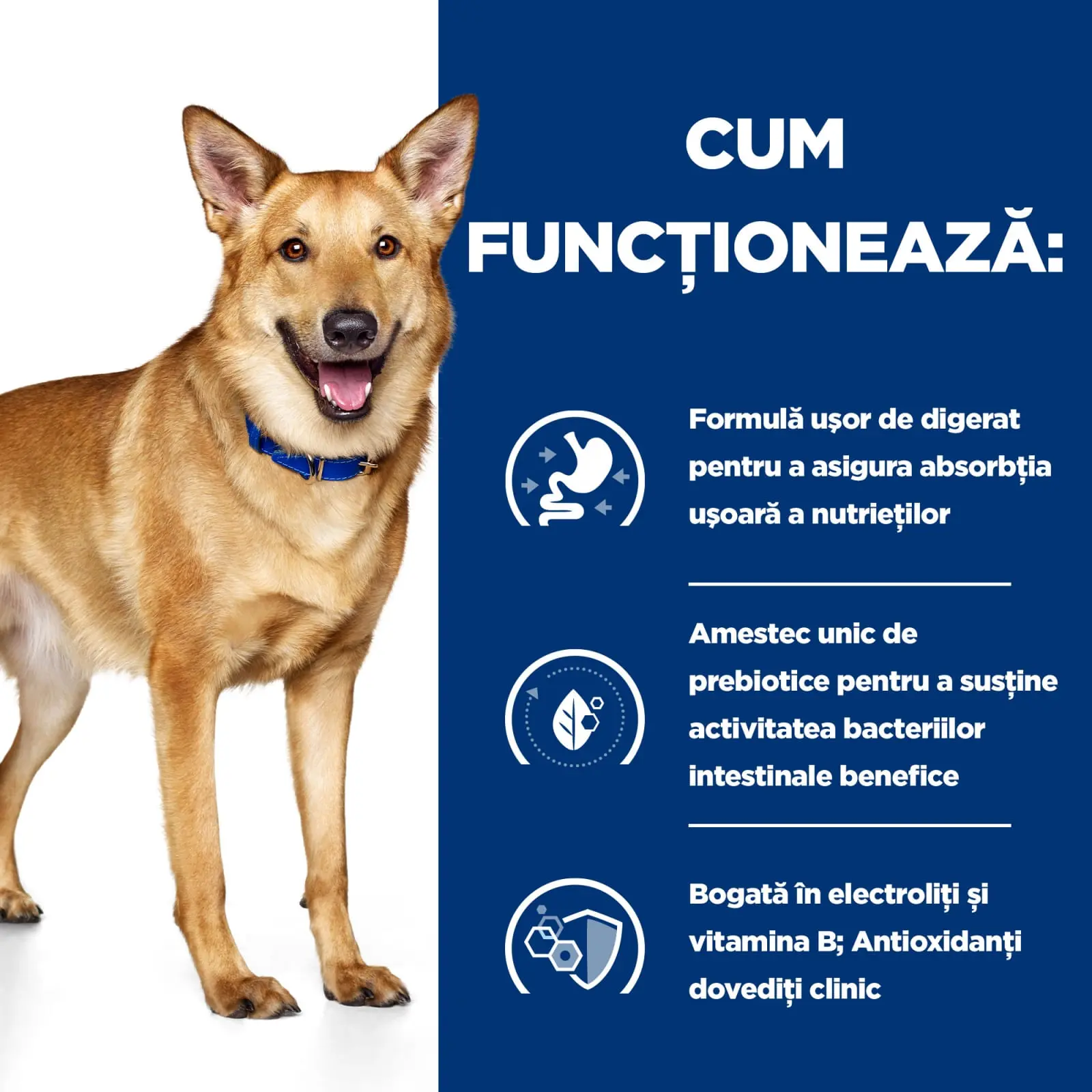 HILL'Sss Prescription Diet i/d Digestive Care, Pui, dieta veterinara caini, hrana uscata, sensibilitati digestive HILL'S Prescription Diet i/d Digestive Care, Pui, dieta veterinara caini, hrana uscata, sistem digestiv, 1.5kg - Image 5