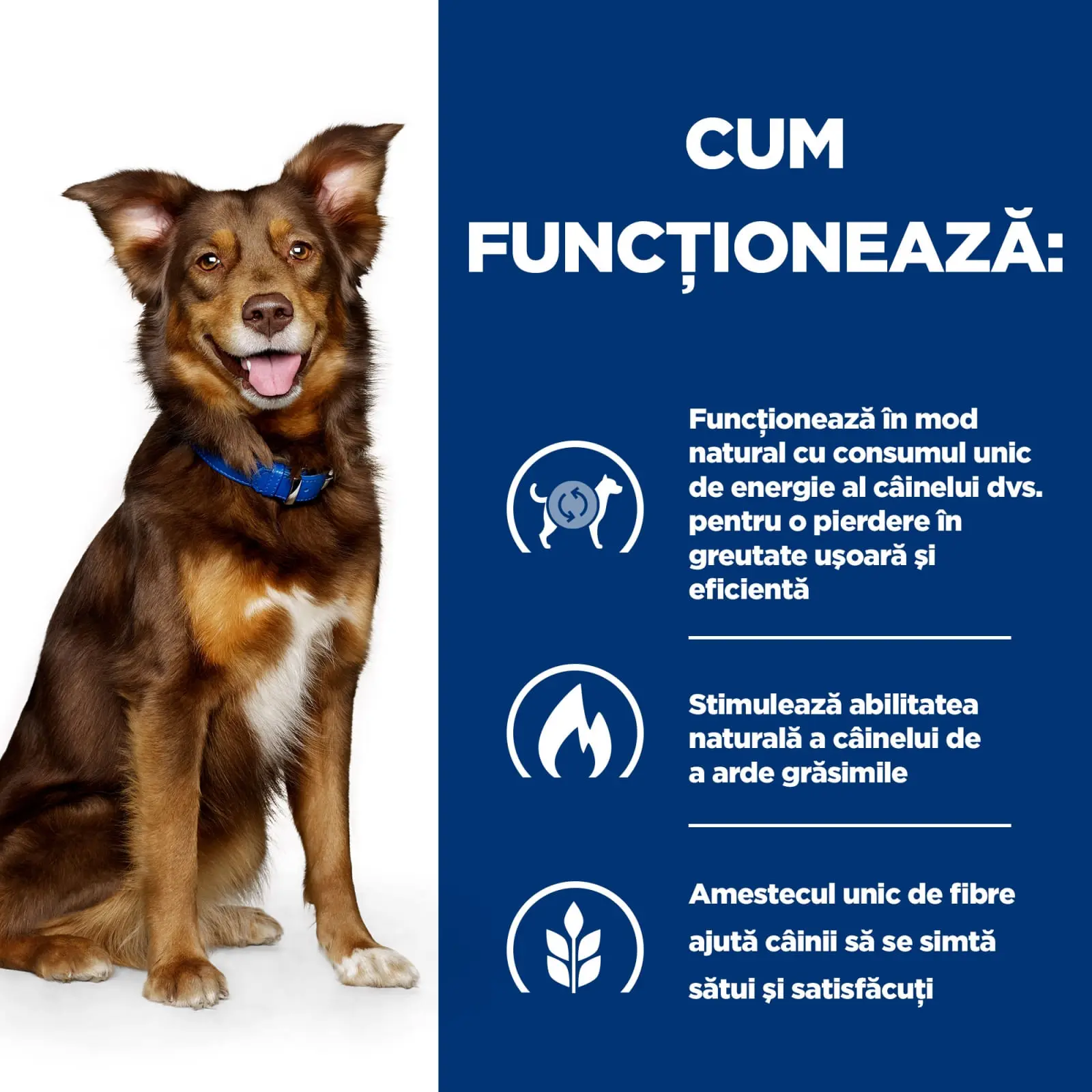 HILL'S Prescription Diet Metabolic, Miel cu Orez, dieta veterinara caini, hrana uscata, afectiuni metabolice (obezitate) HILL'S Prescription Diet Metabolic, Miel cu Orez, dieta veterinara caini, hrana uscata, metabolism (obezitate si diabet), 12kg - Image 5