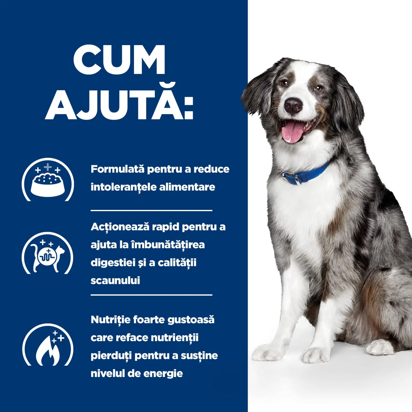HILL'S Prescription Diet i/d Sensitive Digestive Care, Ou si Orez, dieta veterinara caini, hrana uscata, sensibilitati digestive HILL'S Prescription Diet i/d Sensitive Digestive Care, Ou si Orez, dieta veterinara caini, hrana uscata, sistem digestiv, 1.5 - Image 11