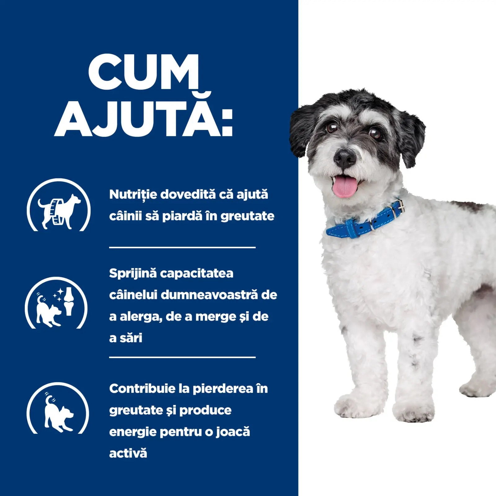 HILL'S Prescription Diet Metabolic + Weight Mini, dieta veterinara caini, hrana uscata, afectiuni metabolice (obezitate) HILL'S Prescription Diet Metabolic + Mobility Mini, dieta veterinara caini, hrana uscata, metabolism (obezitate si diabet), sistem ar - Image 7