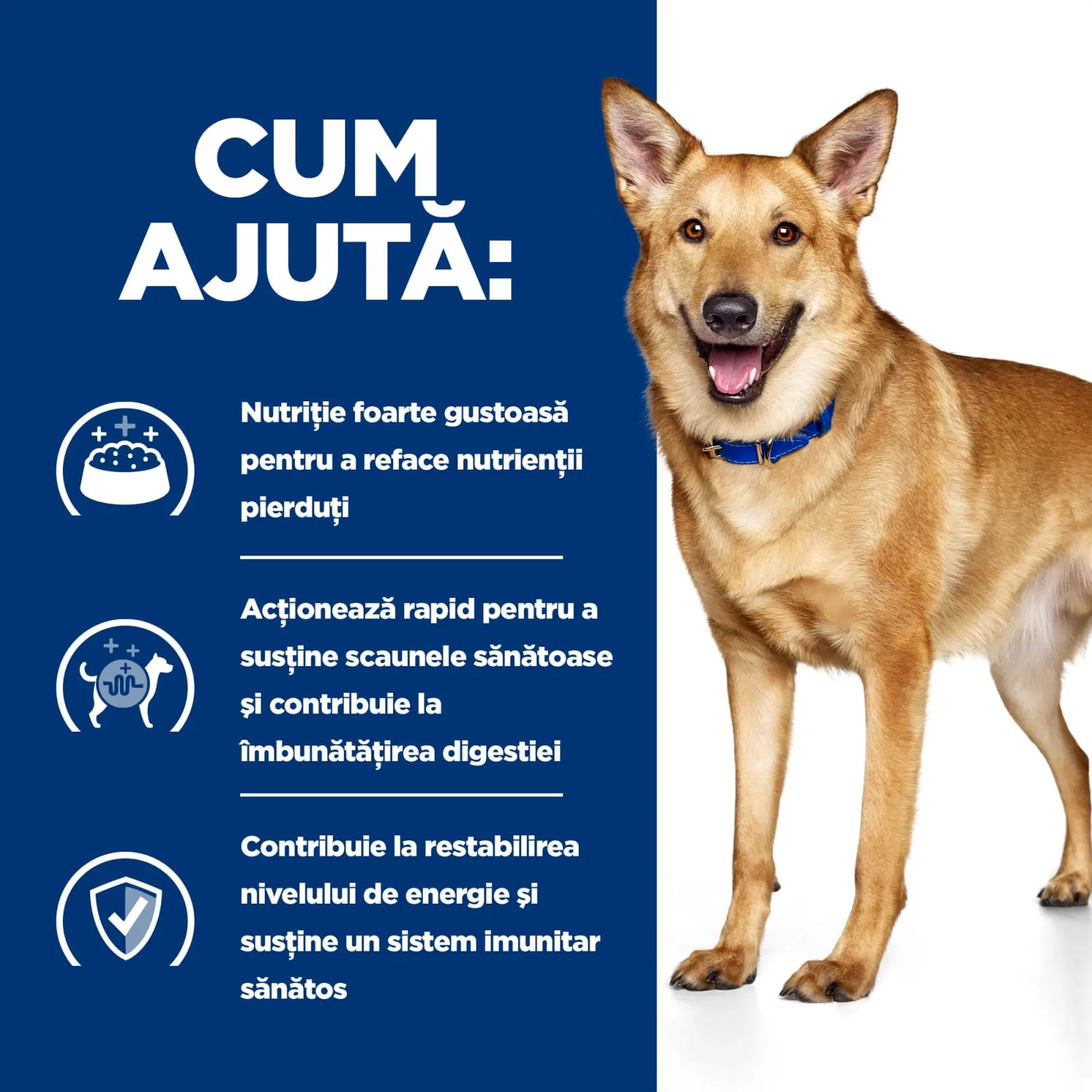 HILL'Sss Prescription Diet i/d Digestive Care, Pui, dieta veterinara caini, hrana uscata, sensibilitati digestive HILL'S Prescription Diet i/d Digestive Care, Pui, dieta veterinara caini, hrana uscata, sistem digestiv, 16kg - Image 12