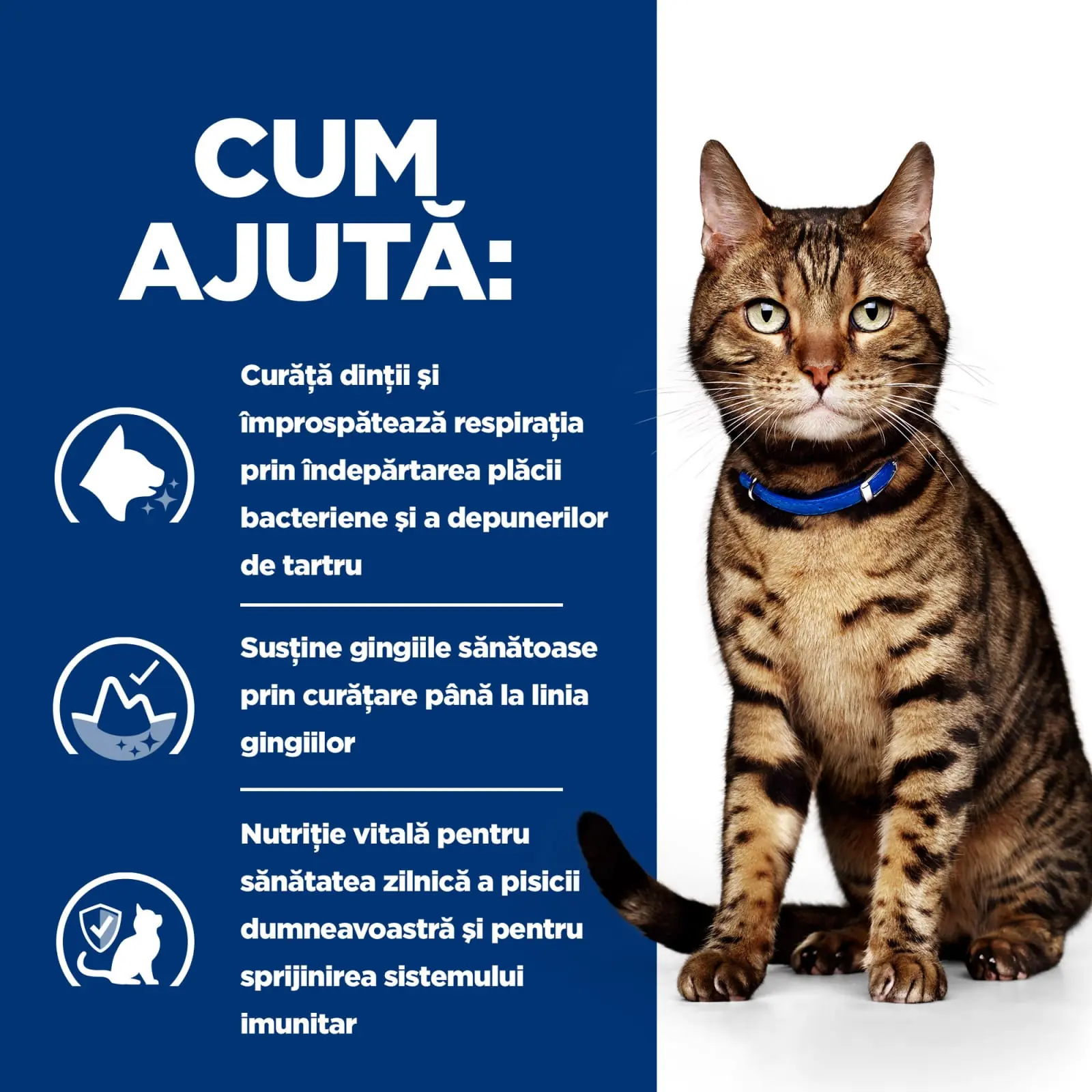 HILL'S Prescription Diet t/d Dental Care, Pui, dieta veterinara pisici, hrana uscata, afectiuni dentare HILL'S Prescription Diet t/d Dental Care, Pui, dieta veterinara pisici, hrana uscata, sensibilitati dentare, 3kg - Image 5
