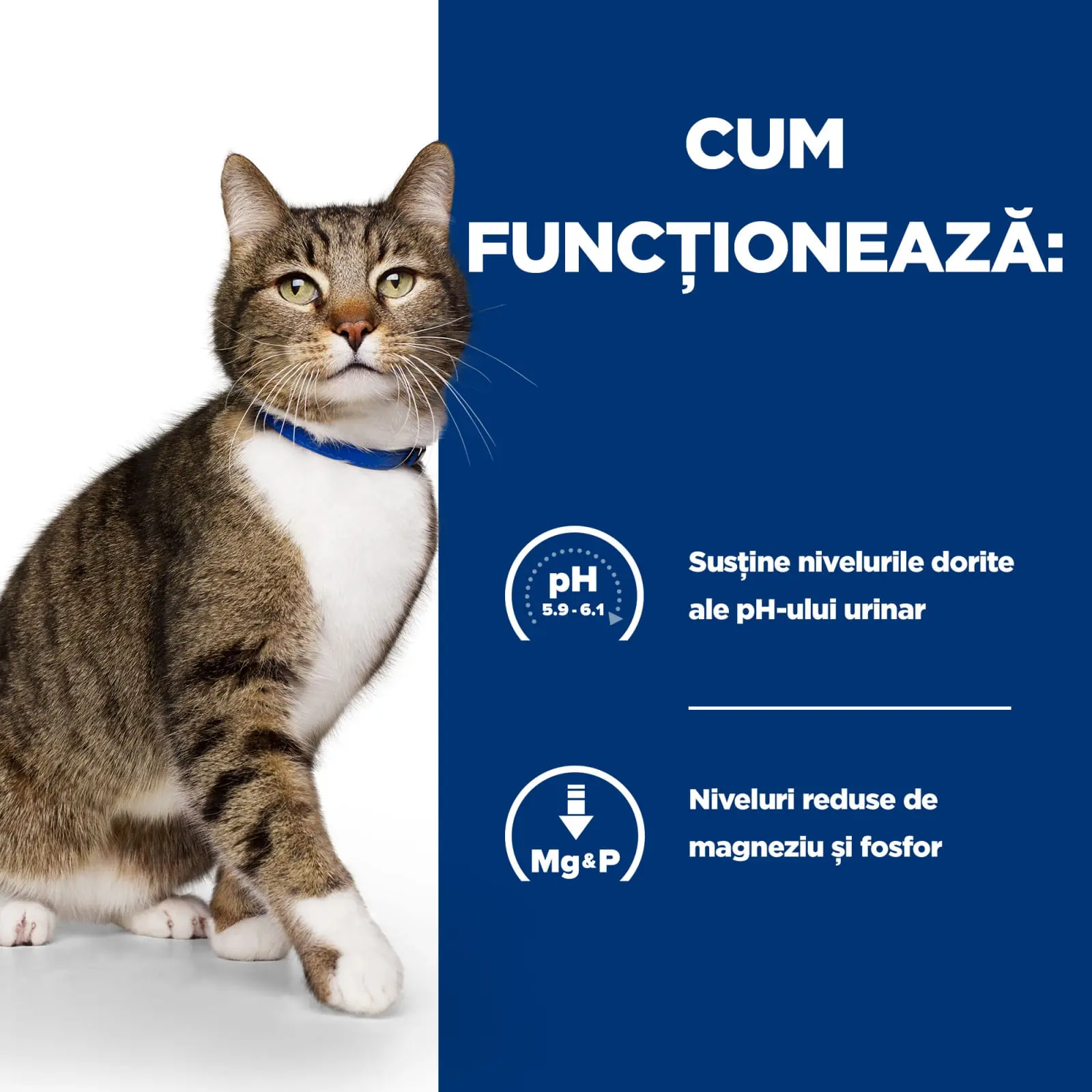 HILL'S Prescription Diet s/d Urinary Care, Pui, dieta veterinara pisici, hrana uscata, afectiuni urinare HILL'S Prescription Diet s/d Urinary Care, Pui, dieta veterinara pisici, hrana uscata, sistem urinar, 3kg - Image 9