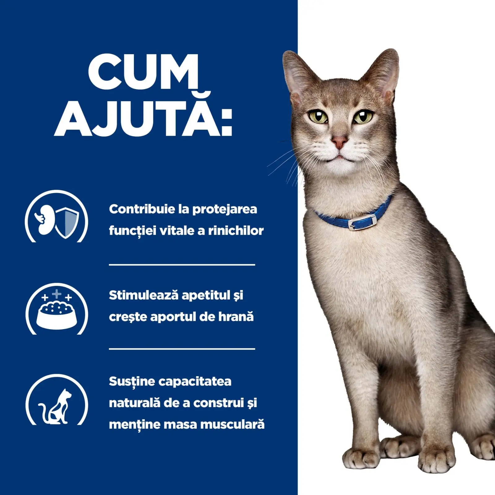 HILL'S Prescription Diet k/d Kidney Care, Pui, dieta veterinara pisici, hrana uscata, afectiuni renale HILL'S Prescription Diet k/d Kidney Care, Pui, dieta veterinara pisici, hrana uscata, sistem renal, 1.5kg - Image 10