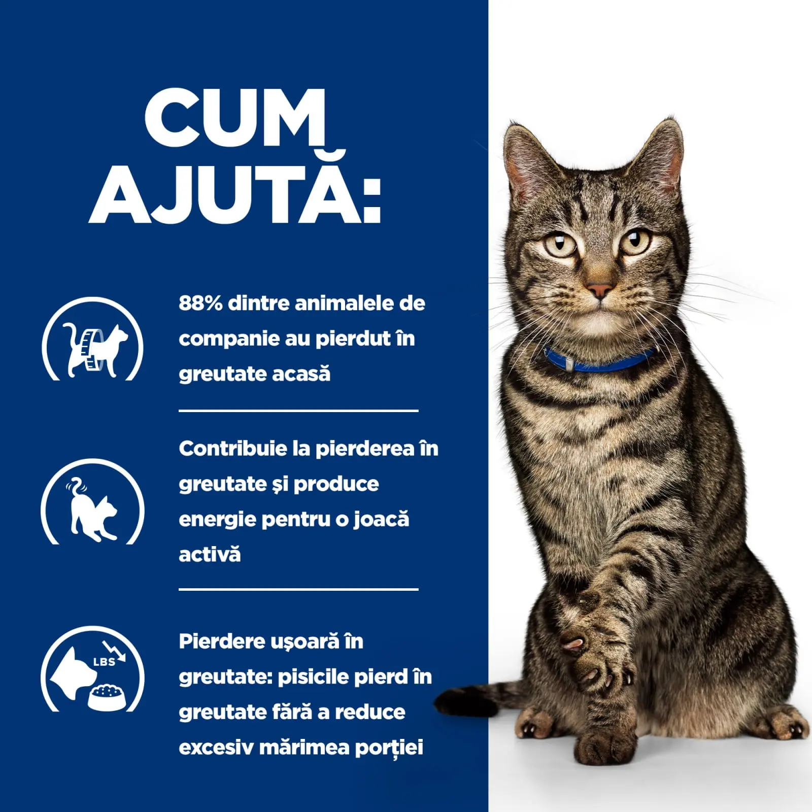 HILL'S Prescription Diet Metabolic, Pui, dieta veterinara pisici, hrana uscata, afectiuni metabolice (obezitate) HILL'S Prescription Diet Metabolic, Pui, dieta veterinara pisici, hrana uscata, metabolism (obezitate si diabet), 3kg - Image 9
