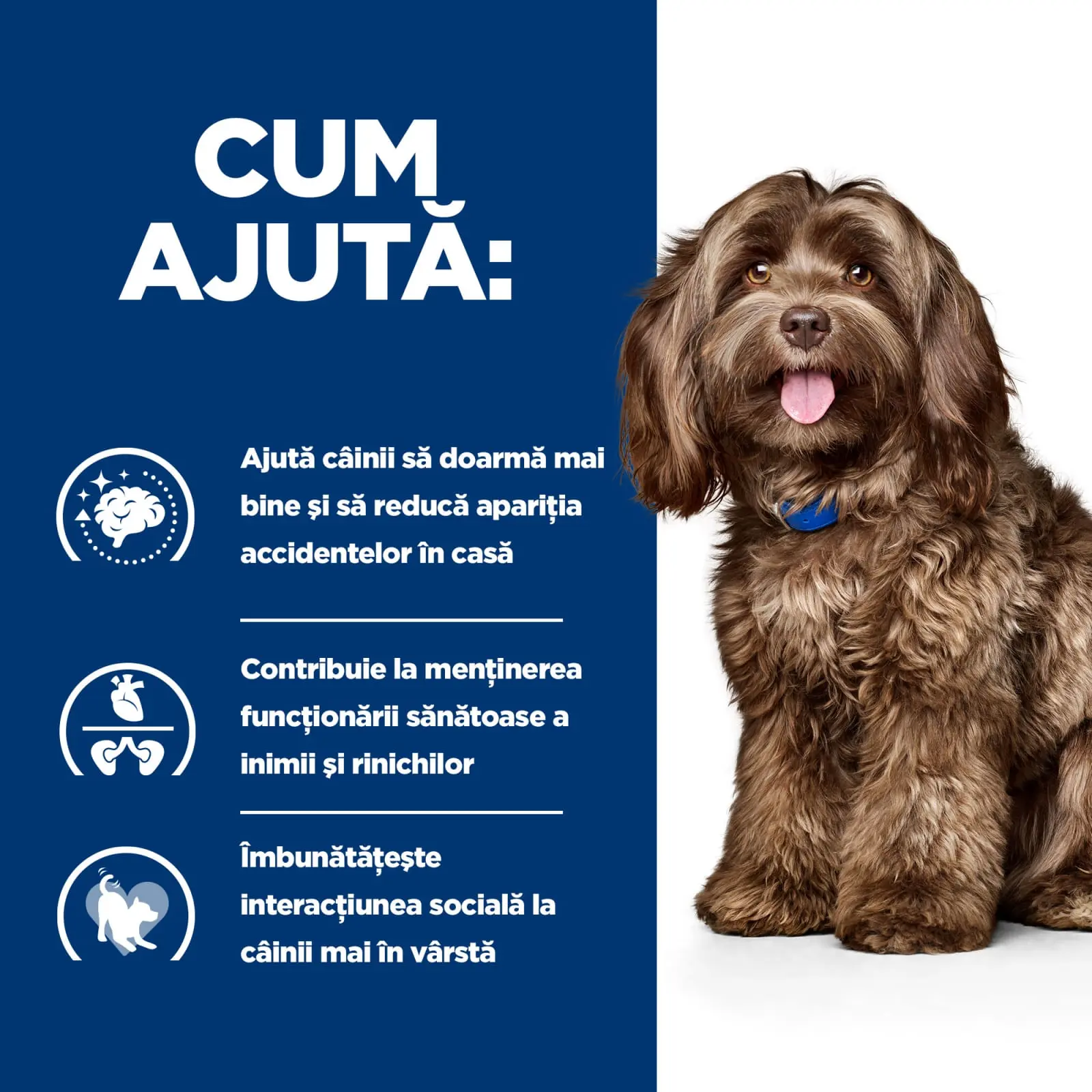 HILL'S Prescription Diet b/d Ageing and Alertness Care, Pui, dieta veterinara caini senior, hrana uscata, sistem nervos & calmante, 3kg - Image 5