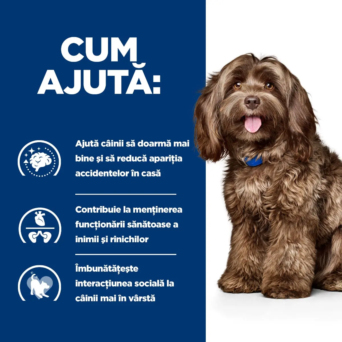 HILL'S Prescription Diet b/d Ageing and Alertness Care, Pui, dieta veterinara caini senior, hrana uscata, 12kg - Image 10