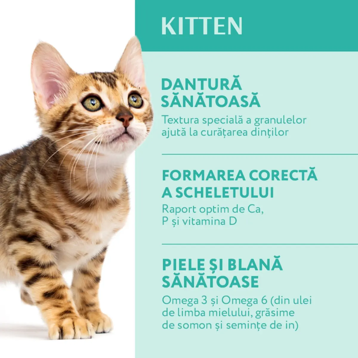 OPTIMEAL Kitten, Pui, hrana uscata pisici junior, 1.5kg - Image 3