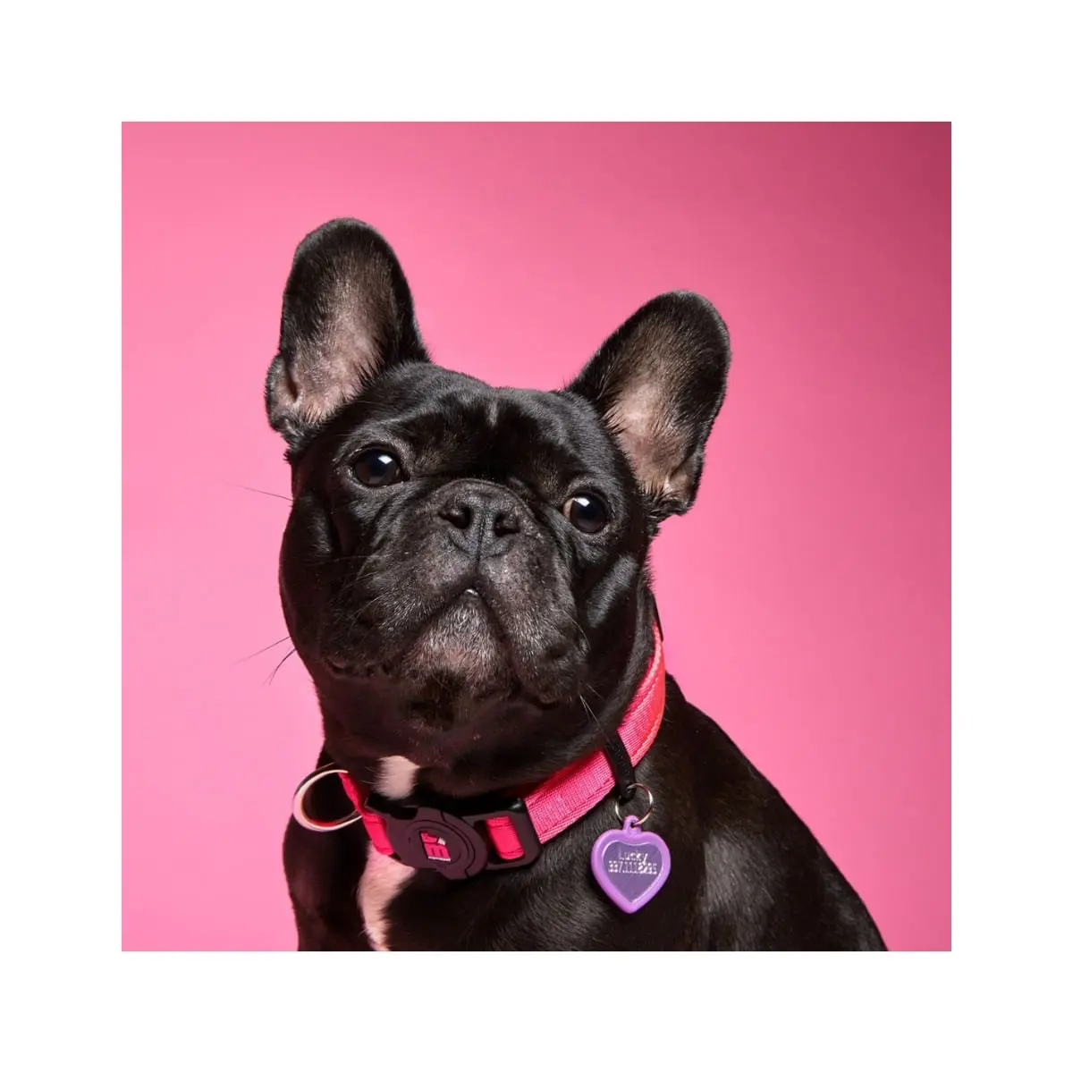 MYFAMILY Memopet, zgarda ajustabila cu NFC caini, textil, 44-68cm, roz - Image 4