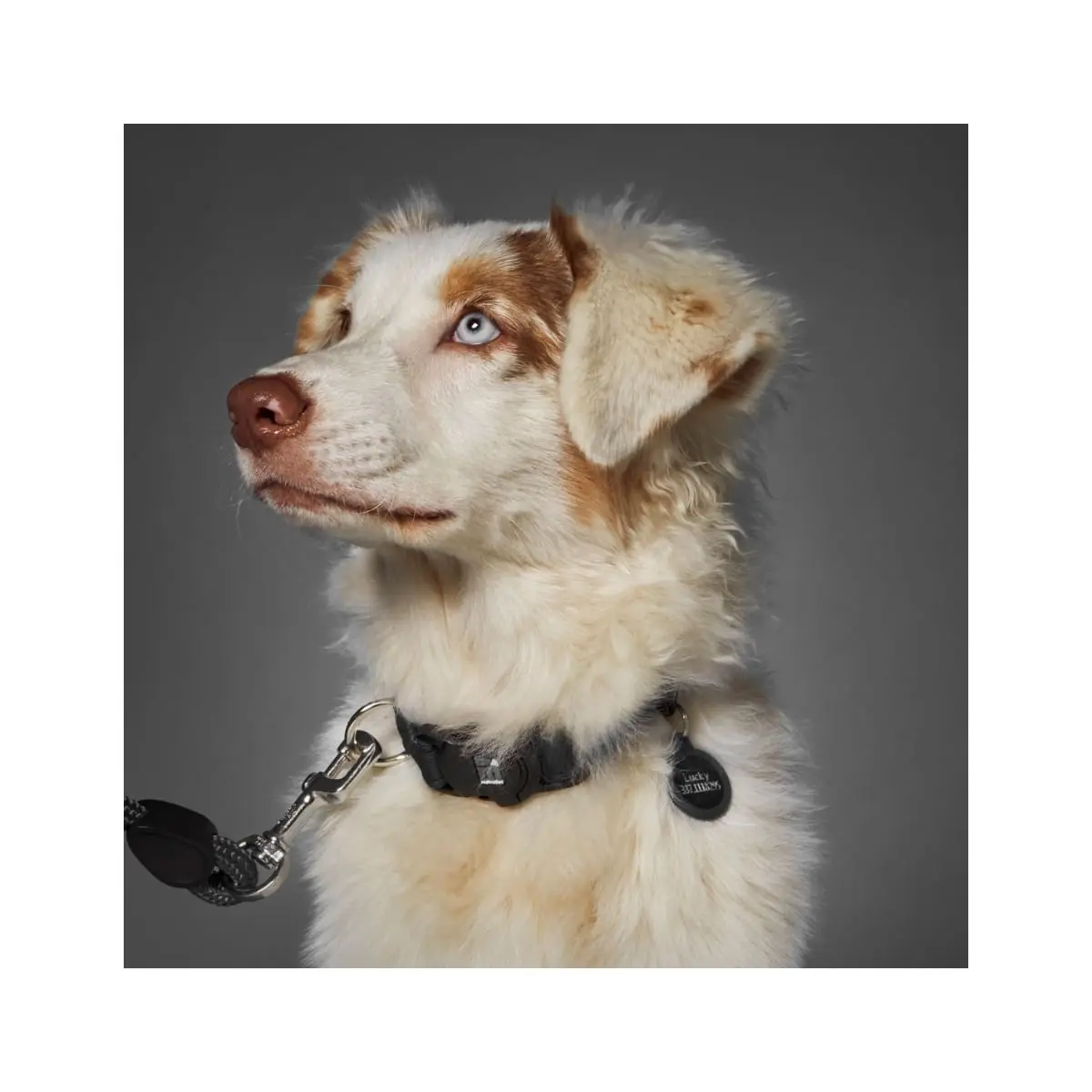 MYFAMILY Memopet, zgarda ajustabila cu NFC caini, textil, 35-53cm, negru - Image 4